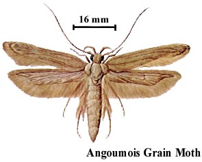 Angoumois Grain Moth
