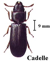 Cadelle