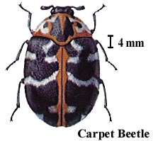 Carpet Beetle