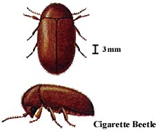 Cigarette Beetle