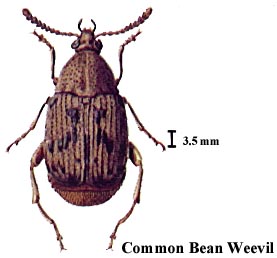 Common Bean Weevil
