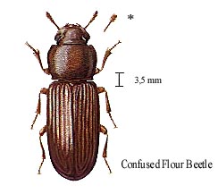 Confused Flour Beetle
