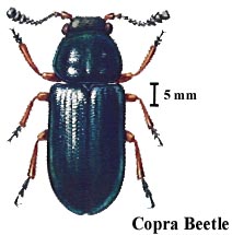 Copra Beetle