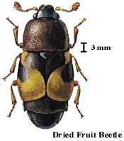 Dried Fruit Beetle