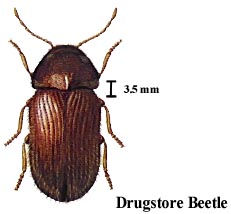 Drugstore Beetle