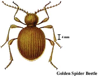 Golden Spider Beetle