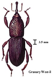 Granary Weevil