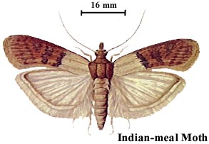 Indian-meal Moth