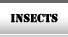 Insects