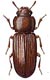 Confused Flour Beetle