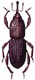 Granary Weevil