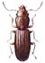 Rusty Grain Beetle