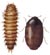 Khapra Beetle