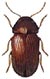 Drugstore Beetle