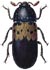 Larder Beetle