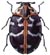 Carpet Beetle