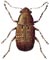 Coffee Bean Weevil