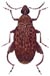Groundnut Bruchid