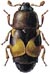 Dried Fruit Beetle