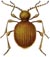 Golden Spider Beetle