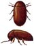 Cigarette Beetle