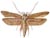 Angoumois Grain Moth