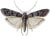 Mediterranean Flour Moth