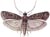 Warehouse (Stored Tobacco) Moth