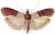 Indian-meal Moth