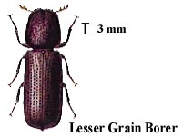 Lesser Grain Borer