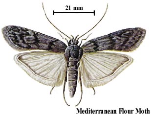 Mediterranean Flour Moth