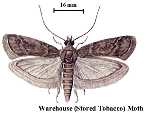 Warehouse (Stored Tobacco) Moth